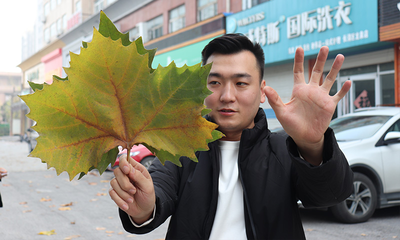 純電動樹葉收集車，秋季梧桐落葉收集轉(zhuǎn)運終結(jié)者