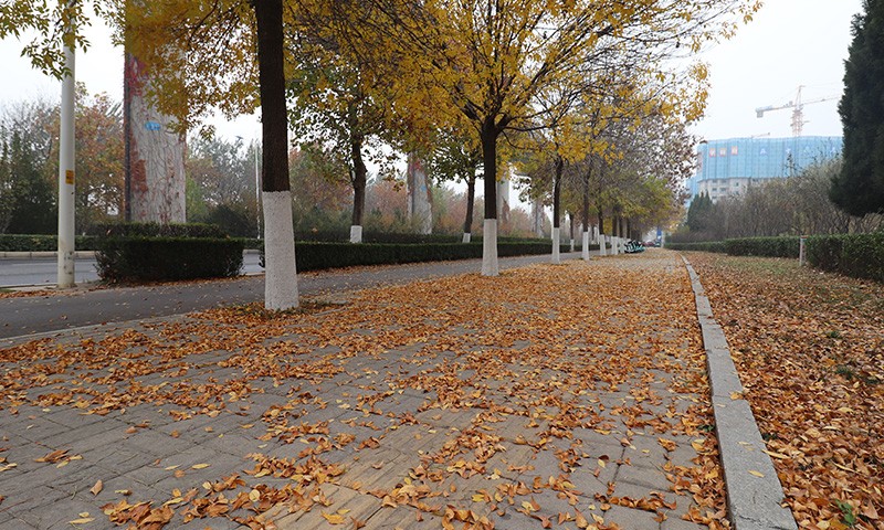 駕駛式樹葉收集車秋季落葉季節(jié)顯神通！人行道輔道落葉一清即凈
